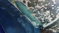 Schwarzspitzen-Riffhai (Carcharhinus melanopterus).